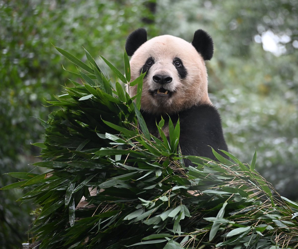 可愛いね🥰好きすぎる🥰💗

（2025/11/01撮影）
#シャンシャン #XiangXiang #香香 
#雅安 #雅安碧峰峡基地  #パンダ #xiangxiang