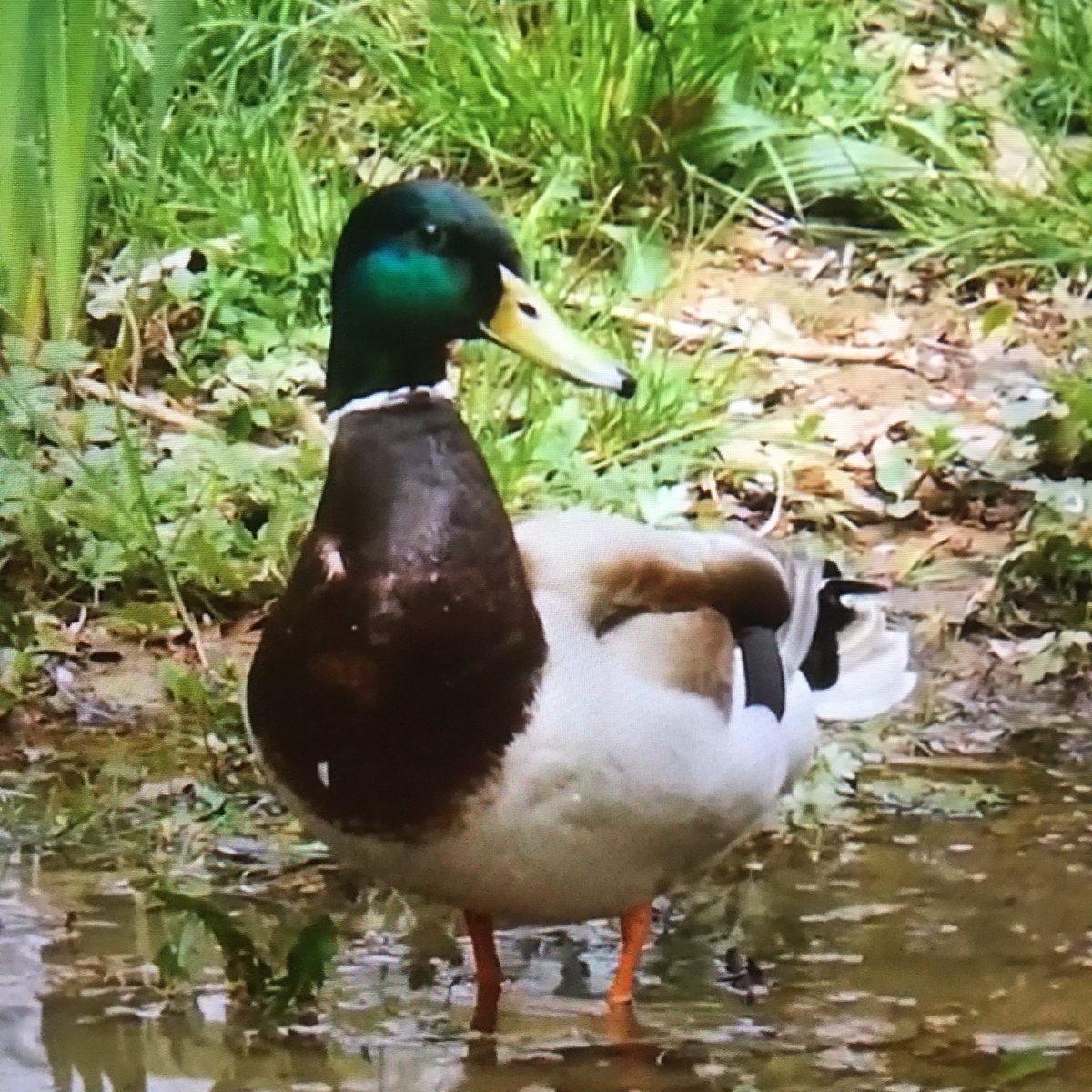 1mraught's tweet image. 