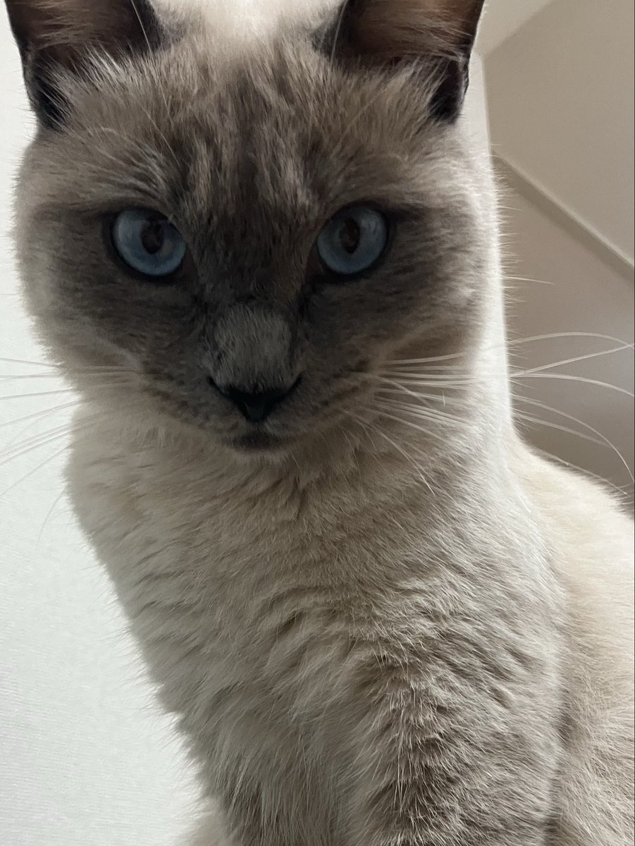 t_a_n_u_chan's tweet image. 良く圧を感じます