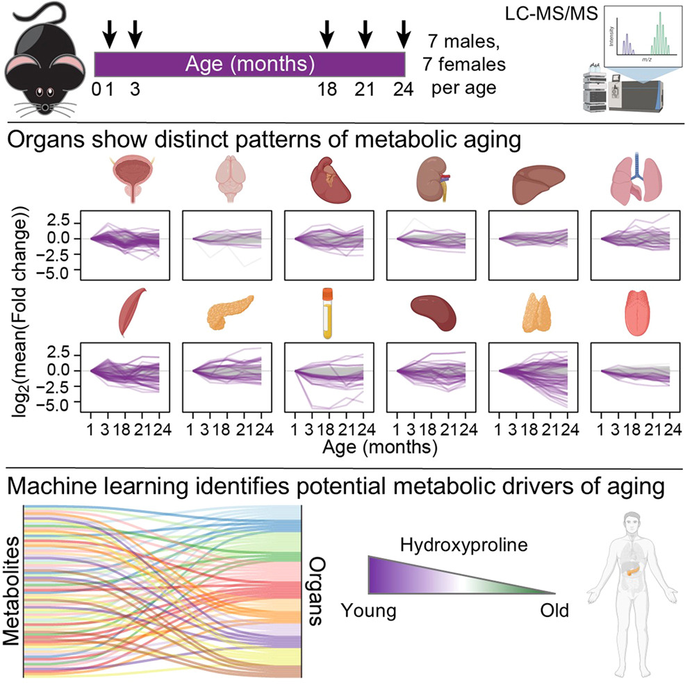 JanBroderEngler's tweet image. Thank you for citing #tidyplots 🙏

Steven E. Pilley et al. A metabolic atlas of mouse aging. Cell Metabolism (2025).

doi.org/10.1016/j.cmet…

#rstats #dataviz #phd