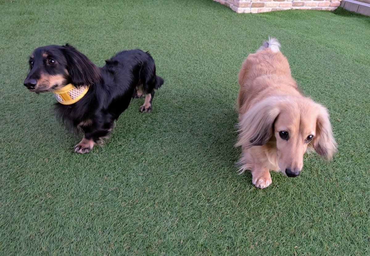 yumaru_applegym's tweet image. 毎日ツーショット写真チャレンジしてるのに、違う方向に歩き出すし…
かわいいから良いか…🥹
#ミニチュアダックス 　#ダックスフンド
#犬のいる暮らし 　#犬のいる幸せ