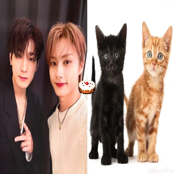 wonaruby's tweet image. i miss my kitties