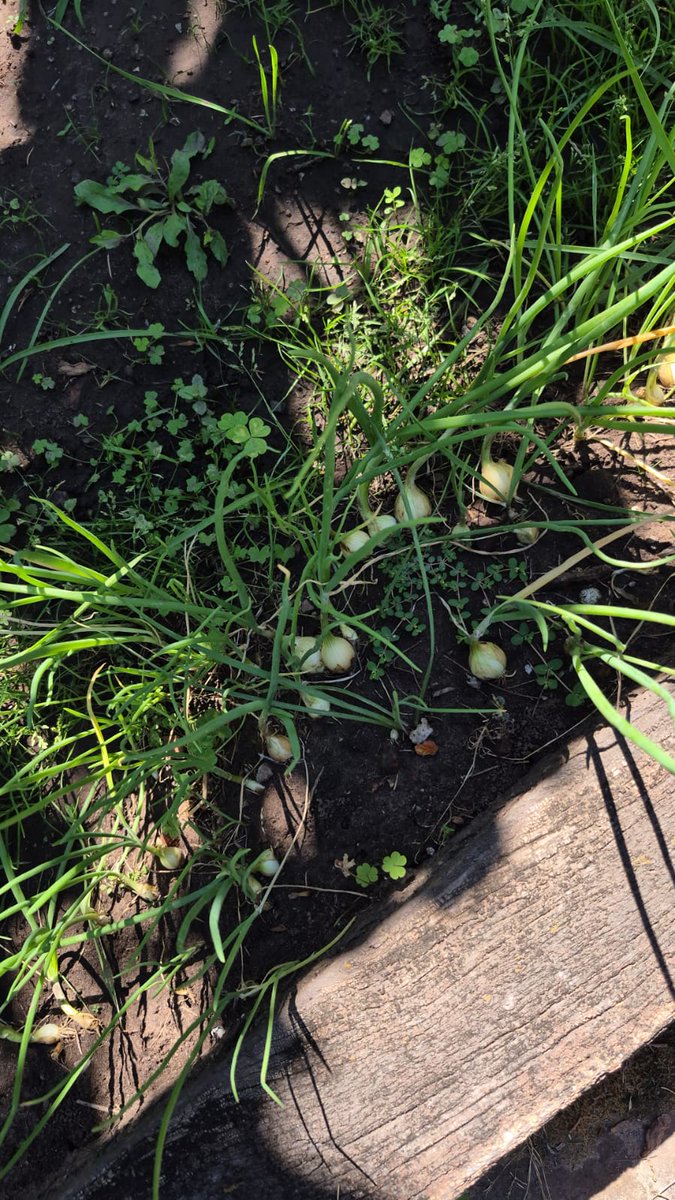 Estas cebollas Vidalia (Grandes y dulces) brotaron de semillas que hace 10 años tenía en el congelador. Voy a hacer semillas nuevas!