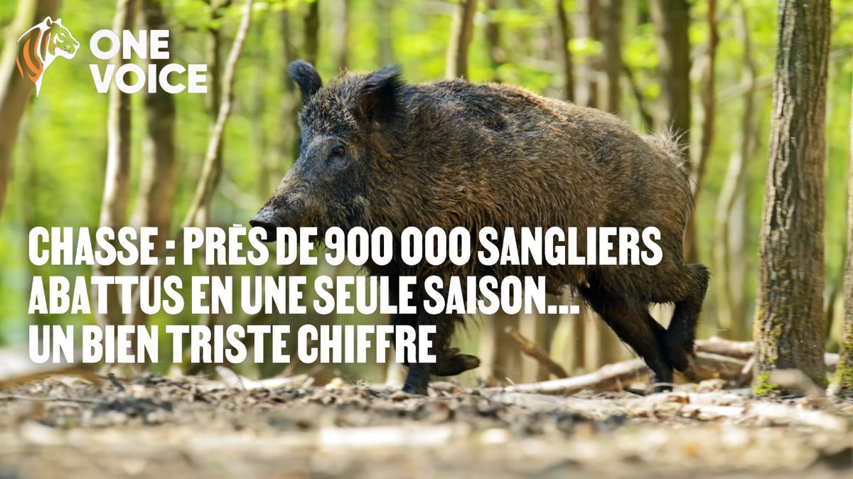 onevoiceanimal's tweet image. Rapport de l’OFB: près de 900 000 sangliers ont été tués pendant la saison de chasse 2024-2025. Les tirs explosent, mais la population de ces animaux ne faiblit pas
Avec One Voice, exigeons des alternatives. Stop à ces pratiques cruelles @Ecologie_Gouv 
urlr.me/DQhuxS