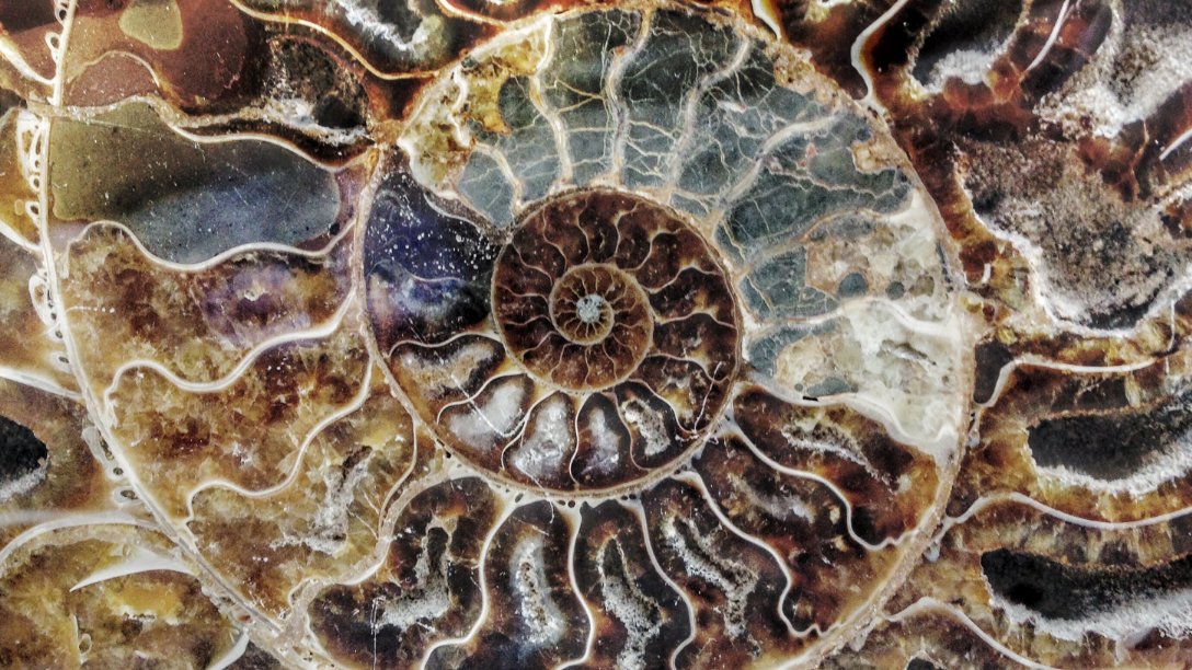 Fósil de Amonita "Fibonazzi", que guarda un secreto matemático...🤔😅
#bondia #egunon #BuenosDiasATodos