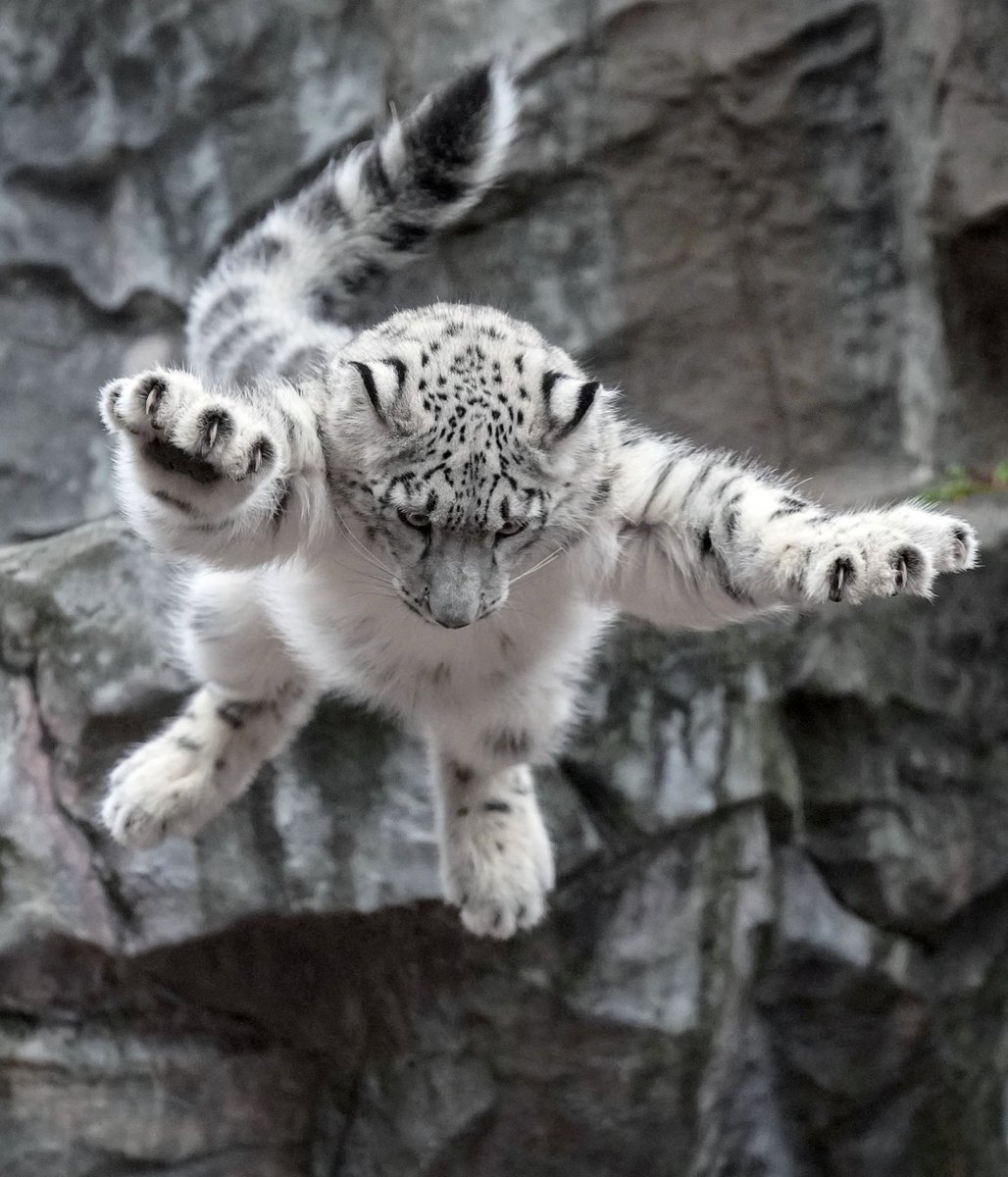 ムササビジャンプ