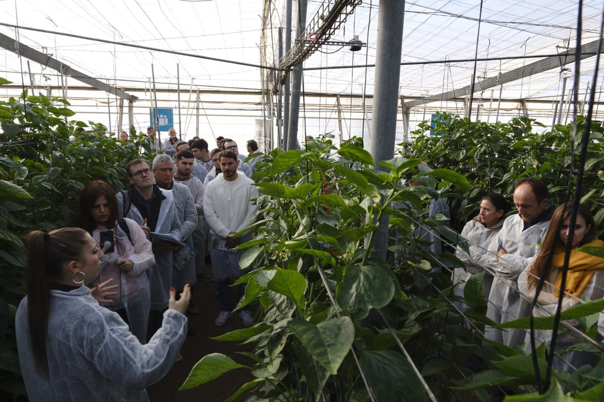 PrensaCajamar's tweet image. 🌱La innovación agro se vive en Almería.

Más de 200 profesionales han conocido en la estación experimental @Cajamar lo último en digitaliación y soluciones #agritech y #foodtech.

El futuro ya está aquí: eficiencia, sostenibilidad y competitividad.

ℹ️ ow.ly/jrxw50Xy6h2