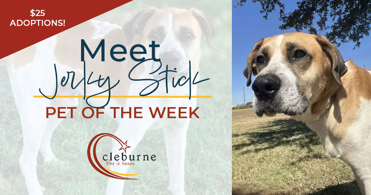 Jerky Stick is thankful for the amazing <a href="/CleburneShelter/">Cleburne Pets</a> staff, and he’s hoping to be in his fur-ever home soon! This 3-yr-old Black Mouth Cur mix is a big softy who loves walks, toys, exploring &amp; making friends. Meet him &amp; apply to adopt him at cleburne.net/petadoptions.