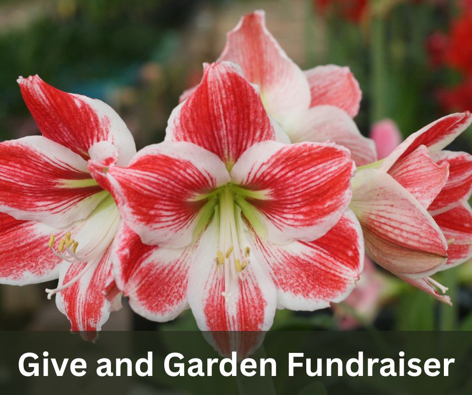 Forsyth County 4-H, Georgia tweet media