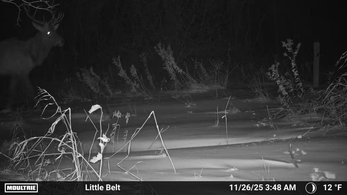 embdenhaymaker's tweet image. Anyone with a bull elk tag want to shoot a bull in the open zone? Any tag for any unit is valid. 45 minute drive from Fargo.