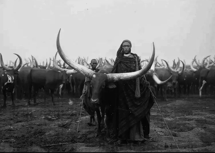 Uganda has about 14.5 million cows, of which 77 % (11,165,000) are Ankole cattle. Rwanda has a total of 1.6 million cows, with 16 % (256,000) being Inyambo cattle.

Therefore, amagara geitu gemerezeibweho ente z’enyankore kandi nizo zitutungire tushemereire kwirinda kureeba