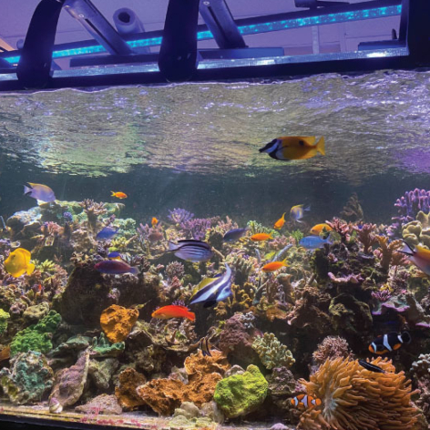 TFHmagazine's tweet image. Reefkeepers: don't let small maintenance tasks get overlooked! Discover the variety of small jobs you should be doing regularly to ensure a thriving tank.

hubs.li/Q03NGY2s0

📷: Michael Paletta

#TropicalFishHobbyist #reefkeeping #reeftank #magazine