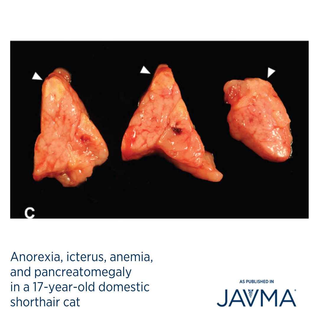 AVMAJAVMA's tweet image. It&apos;s &quot;What Is Your Diagnosis?&quot; Wednesday! 🐈 What are your differential diagnoses for persistent and progressive anorexia of several weeks&apos; duration in a 17-year-old spayed female domestic shorthair cat? Full case: jav.ma/icterus @osuvetcollege @ncstatevetmed #icterus