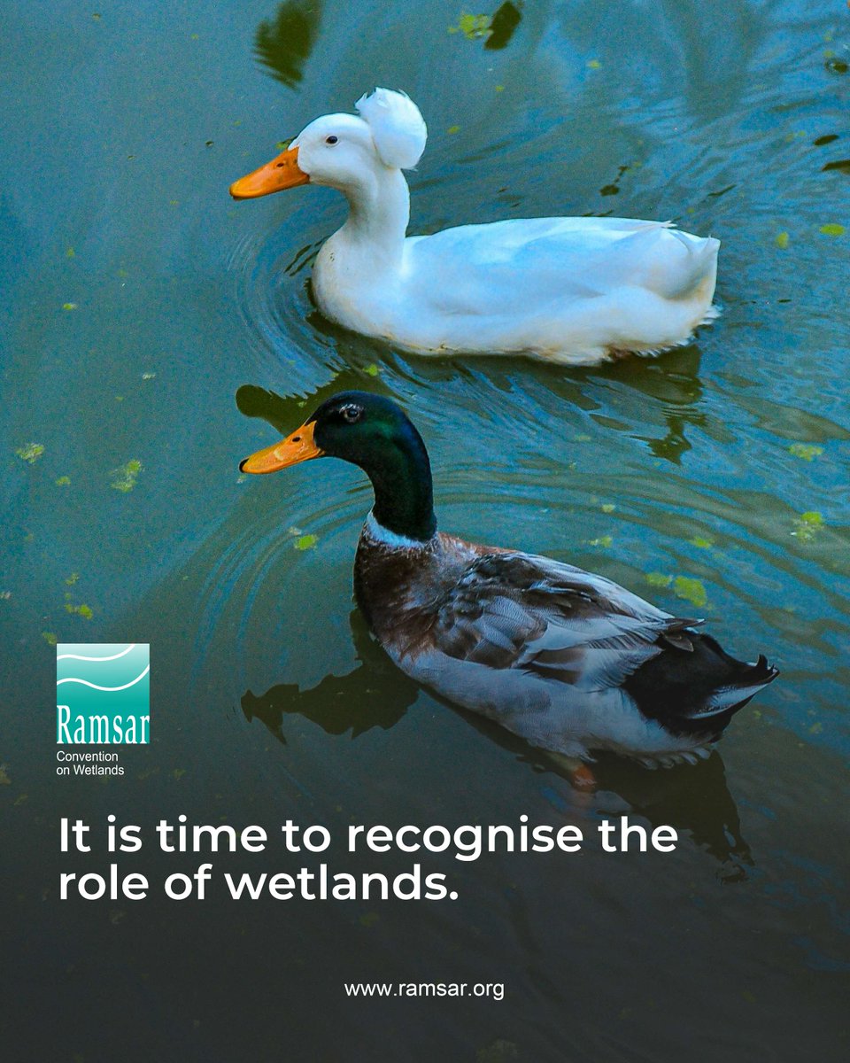 RamsarConv's tweet image. Wetlands play a vital role in sustaining life on Earth. Covering only 6% of the Earth’s surface, they provide important ecosystem services such as:

💧 Provide flood mitigation
🔍 Improve water quality
🐾 Maintain and enhance biodiversity

#WetlandsWednesday #WetlandsMatter