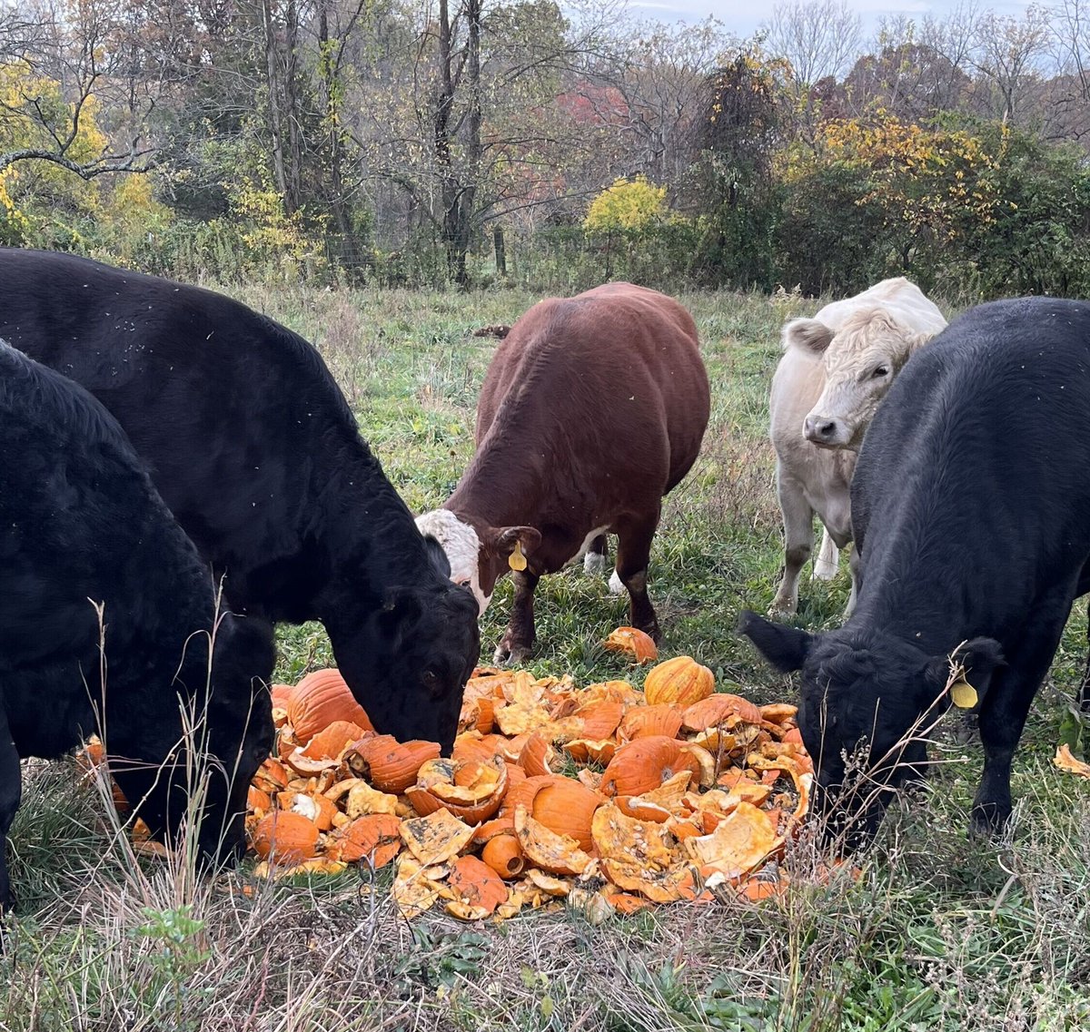 The Pumpkin Feast is almost here! On December 6, the public is invited to Bahr Farm from 10am-noon. Bring unpainted pumpkins and gourds to the farm where you'll be able to watch the cows enjoy them as treats. Any pumpkins too far gone will be composted.