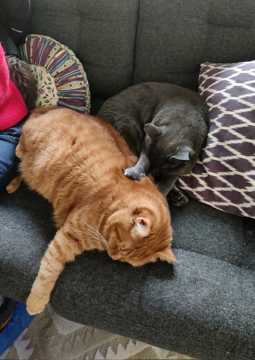 Mikkelline 🦔 tweet media