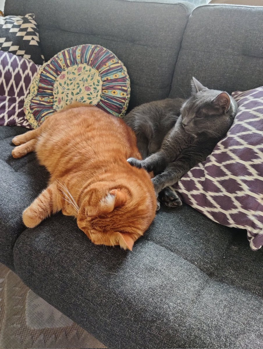 Mikkelline 🦔 tweet media