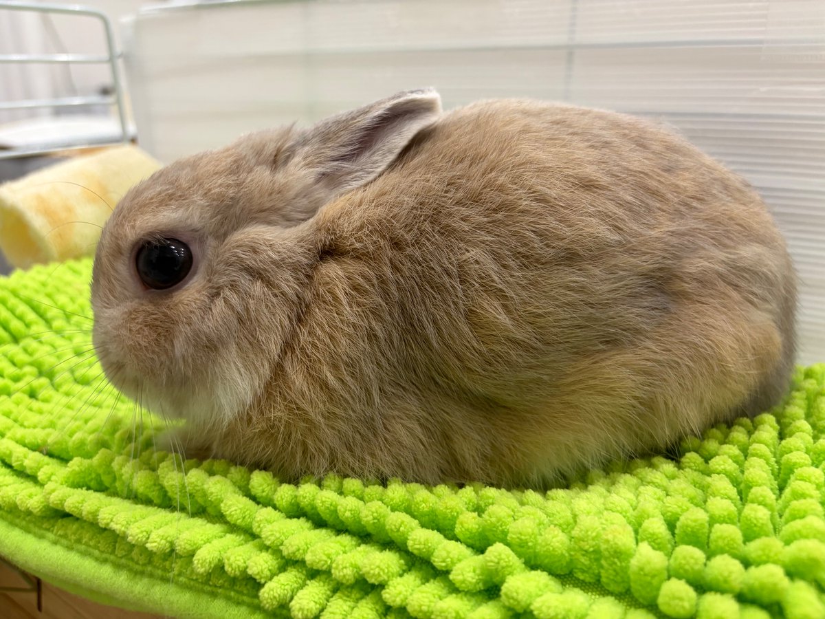 Work? I can't hear you 🐰🤪