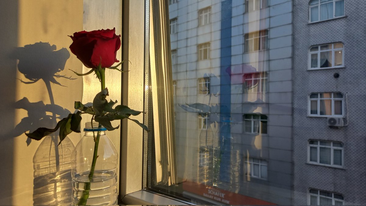 iş yerinde gül dağıtmışlardı bem de su şişesine koymuştum. gülün yansıması gölgesi bile çok güzel 🥹