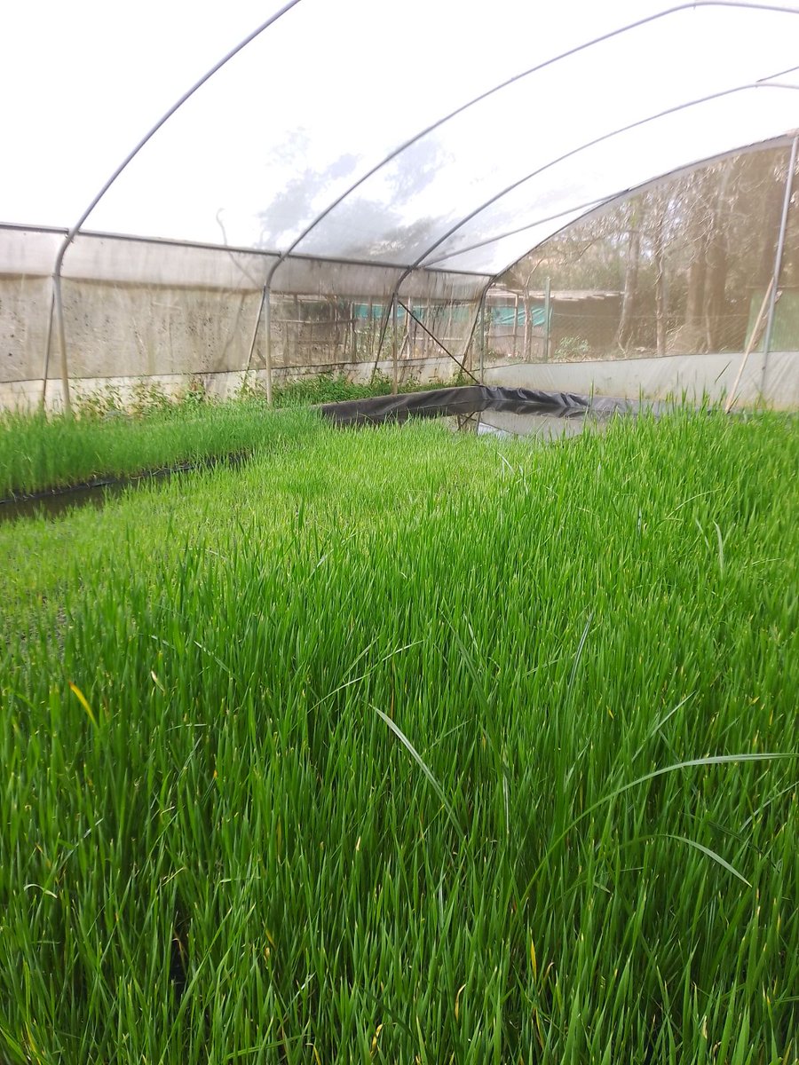 OmifloAfrica's tweet image. Where it all begins 🌿💧
Our factory produces aquatic plants that naturally treat thousands of litres of wastewater.
👉 Curious how this can work for your project or community? Let’s engage! 
#Omiflo #NatureBasedSolutions #WaterInnovation #EcoTech