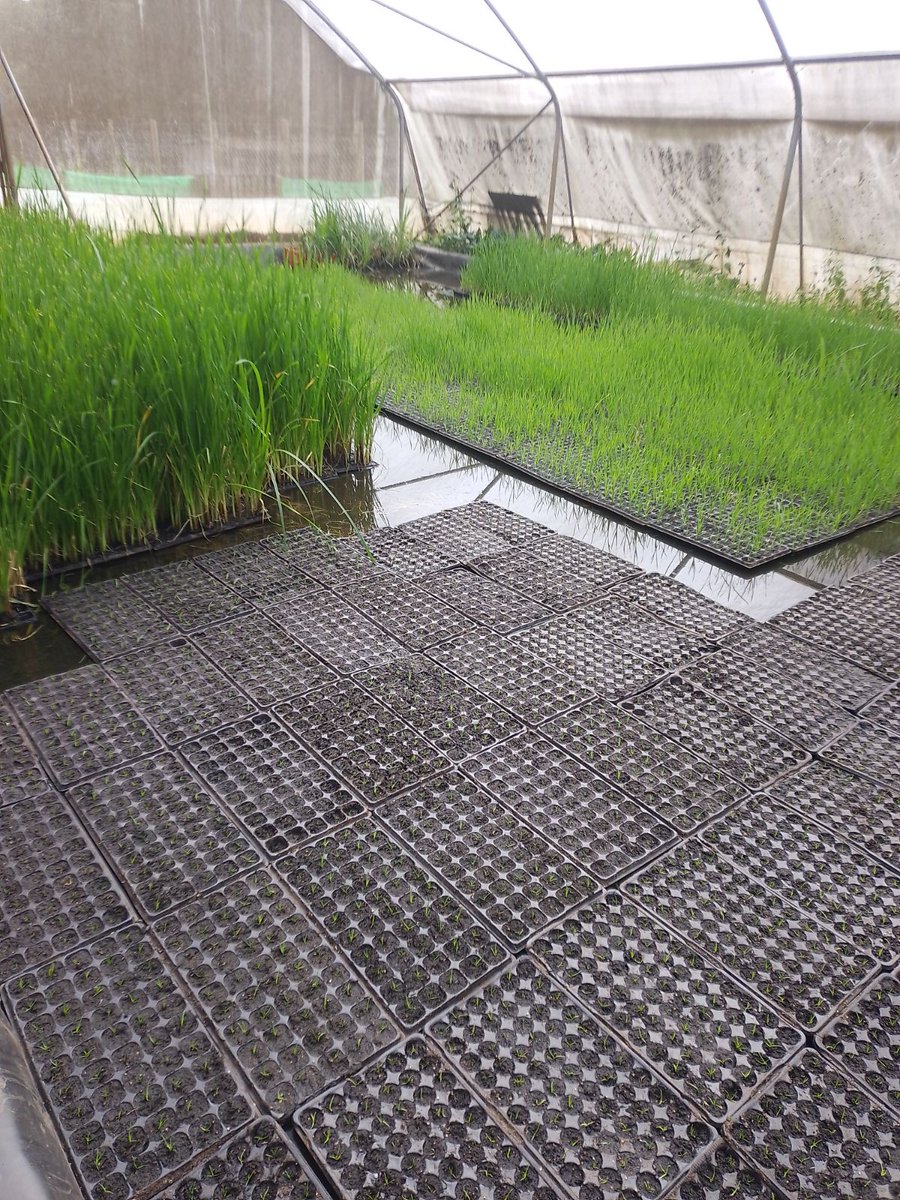 OmifloAfrica's tweet image. Where it all begins 🌿💧
Our factory produces aquatic plants that naturally treat thousands of litres of wastewater.
👉 Curious how this can work for your project or community? Let’s engage! 
#Omiflo #NatureBasedSolutions #WaterInnovation #EcoTech