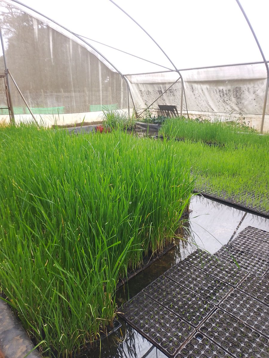 OmifloAfrica's tweet image. Where it all begins 🌿💧
Our factory produces aquatic plants that naturally treat thousands of litres of wastewater.
👉 Curious how this can work for your project or community? Let’s engage! 
#Omiflo #NatureBasedSolutions #WaterInnovation #EcoTech