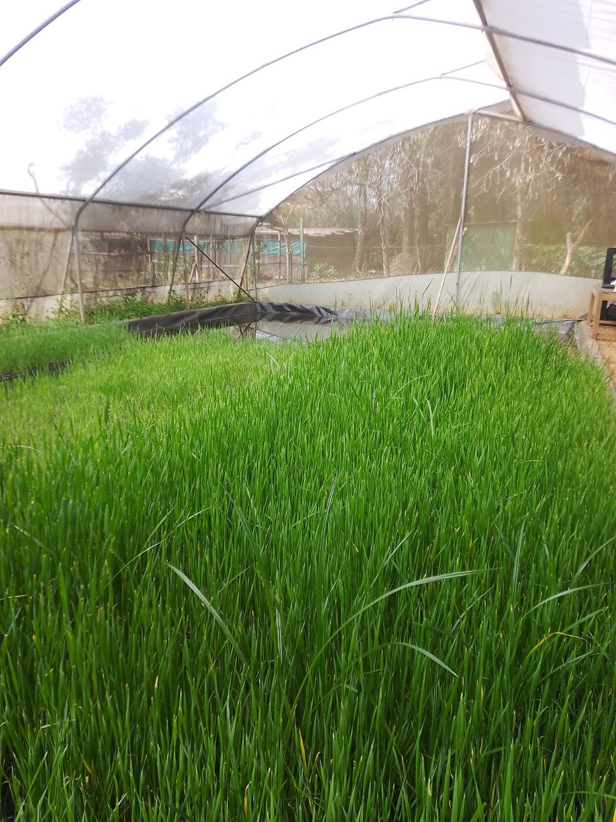 OmifloAfrica's tweet image. Where it all begins 🌿💧
Our factory produces aquatic plants that naturally treat thousands of litres of wastewater.
👉 Curious how this can work for your project or community? Let’s engage! 
#Omiflo #NatureBasedSolutions #WaterInnovation #EcoTech