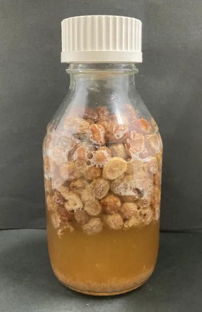 kumejimarl's tweet image. 【古代のワイン、レーズンから?】
京大の研究により、天日干しレーズンを水に漬けただけで自然発酵し、アルコール濃度8％の液体ができることが確認された。…