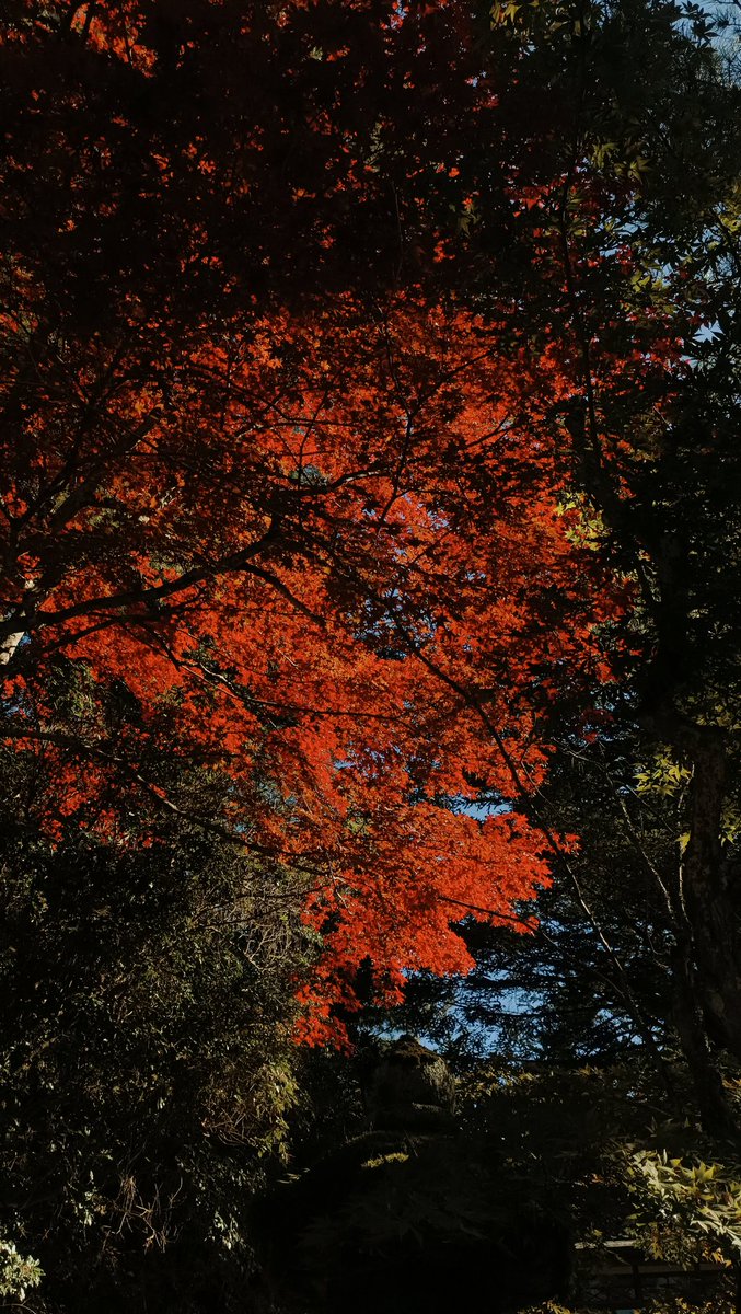 skipbaperan's tweet photo. Secantik itu ternyata, jatuh cinta bgt sama musim ini.🥹

Miyajima Island, Hiroshima🍁🍂 https://t.co/oNUiM0JYma
