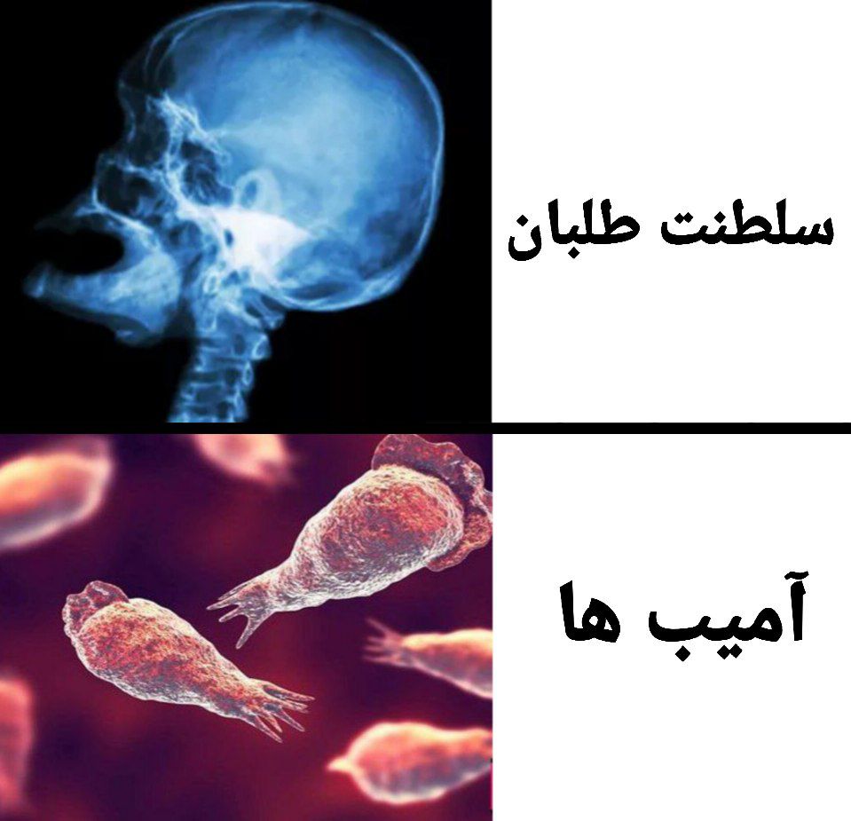 mostafa_alipur's tweet image. جدیدترین کشفیات علمی دانشمندان در سال 2025

سلطنت طلبان و آمیب ها، هر دو فاقد مغز هستند :)