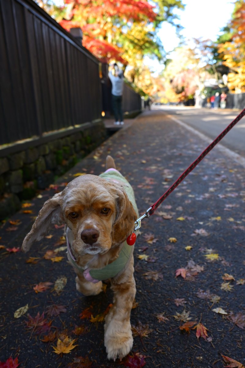chageki's tweet image. ジュリオとドライブ～角館武家屋敷の紅葉を見に行きました。 plaza.rakuten.co.jp/shigekimb0515/… #r_blog 　＃アメリカンコッカースパニエル