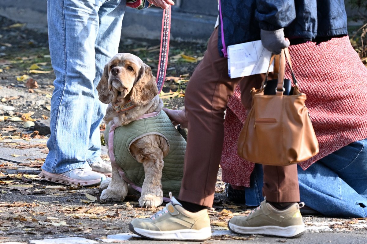 chageki's tweet image. ジュリオとドライブ～角館武家屋敷の紅葉を見に行きました。 plaza.rakuten.co.jp/shigekimb0515/… #r_blog 　＃アメリカンコッカースパニエル