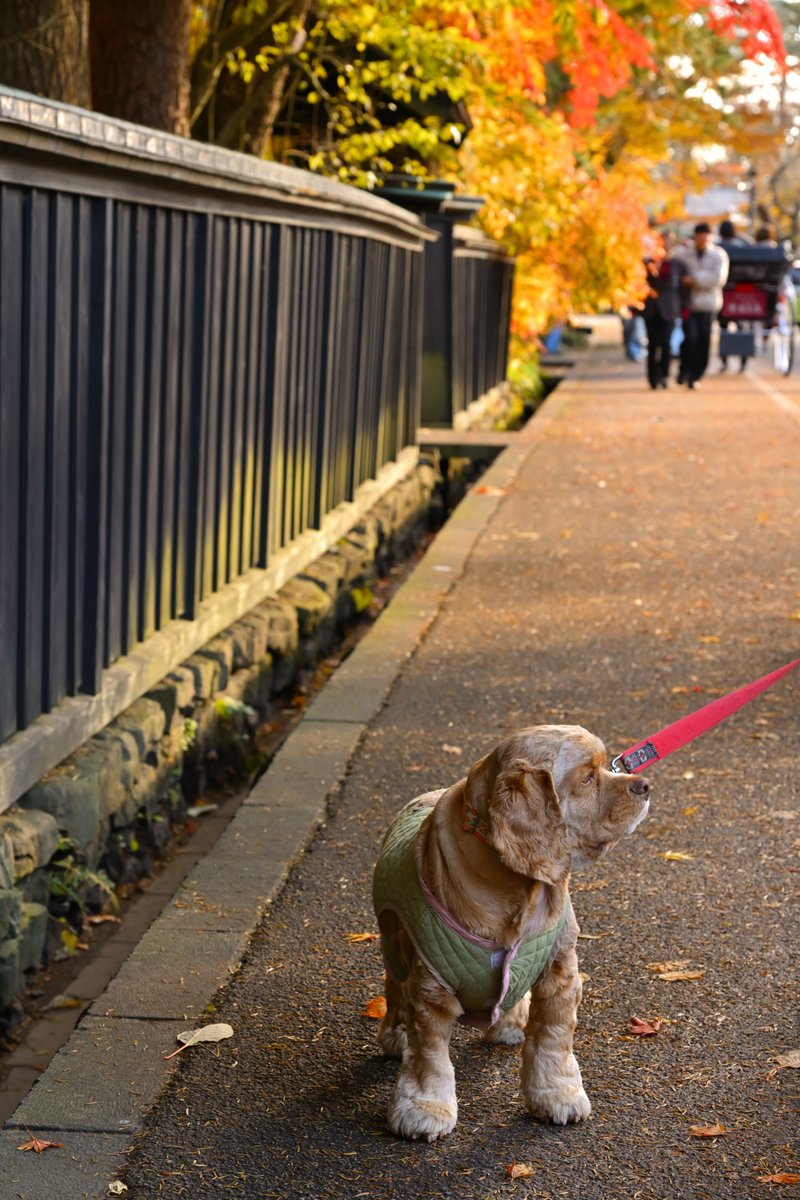 chageki's tweet image. ジュリオとドライブ～角館武家屋敷の紅葉を見に行きました。 plaza.rakuten.co.jp/shigekimb0515/… #r_blog 　＃アメリカンコッカースパニエル