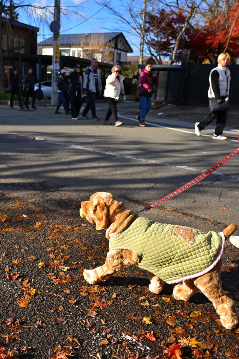 chageki's tweet image. ジュリオとドライブ～角館武家屋敷の紅葉を見に行きました。 plaza.rakuten.co.jp/shigekimb0515/… #r_blog 　＃アメリカンコッカースパニエル