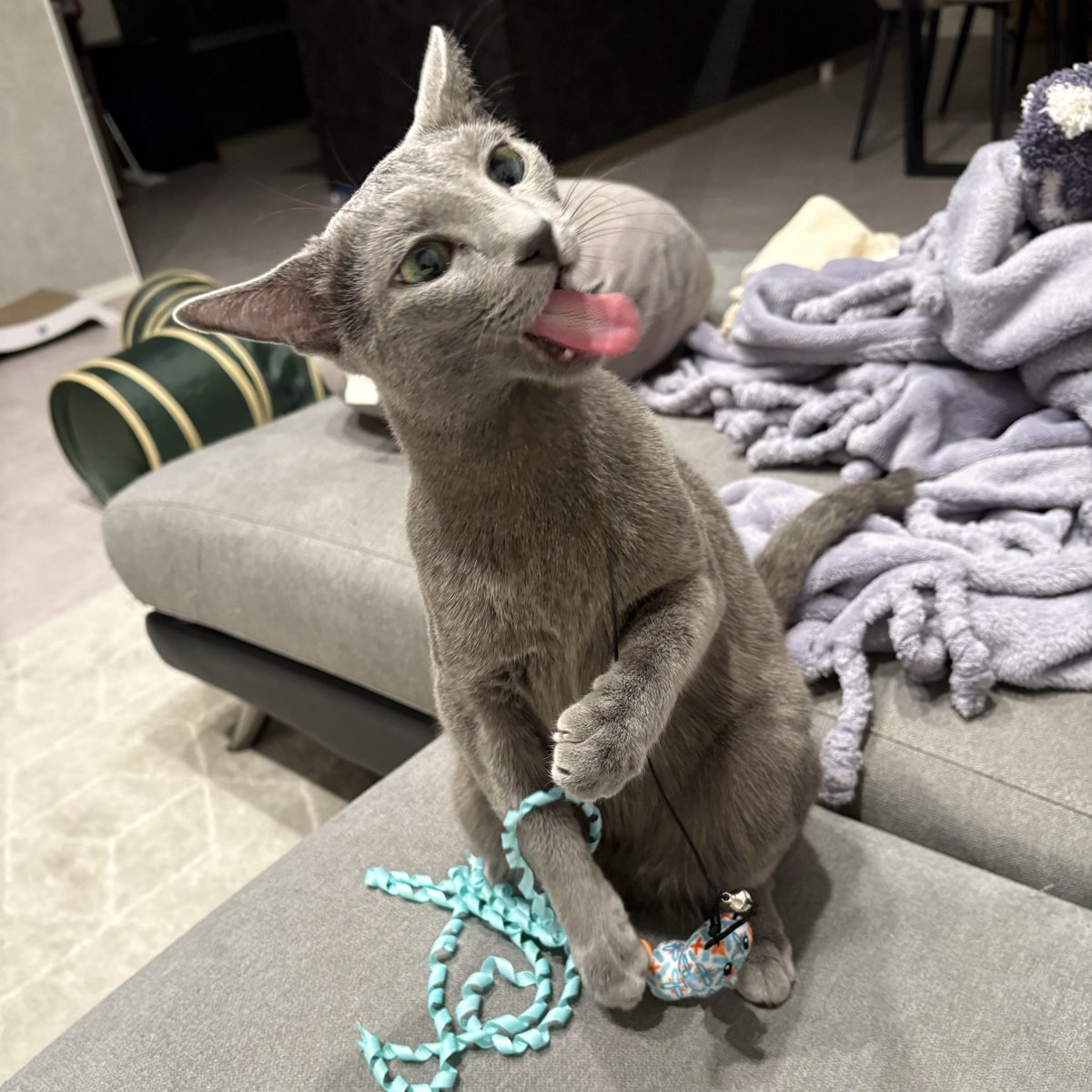 ロシアンブルー様⁎⁺˳ ロシアンブルーのシアン🐈‍⬛ (@kana_cosme123) / Posts / X