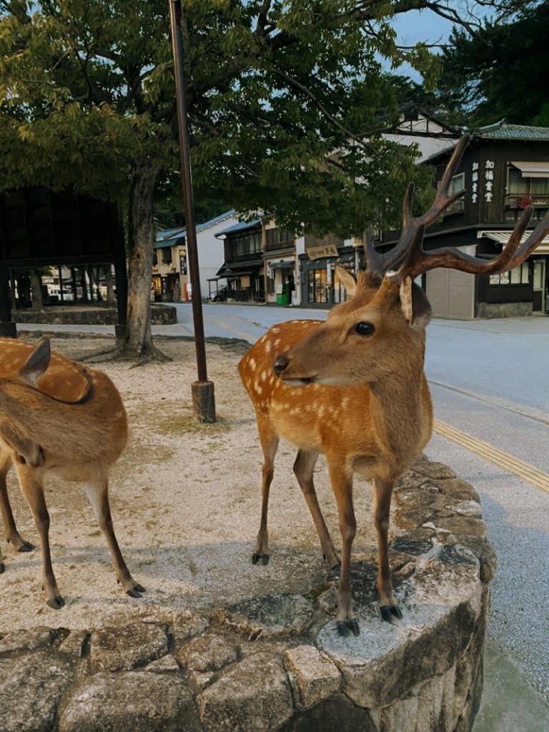 skipbaperan's tweet photo. Wajib bgt nyobain Momiji manju kalo ke Miyajima😆 https://t.co/Fsqcjv74WC