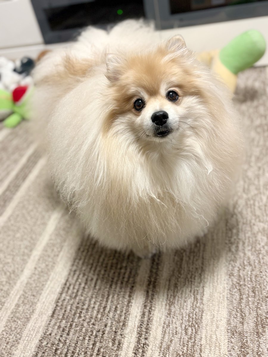 妖(よう) (@snow_white_999) / Posts / X