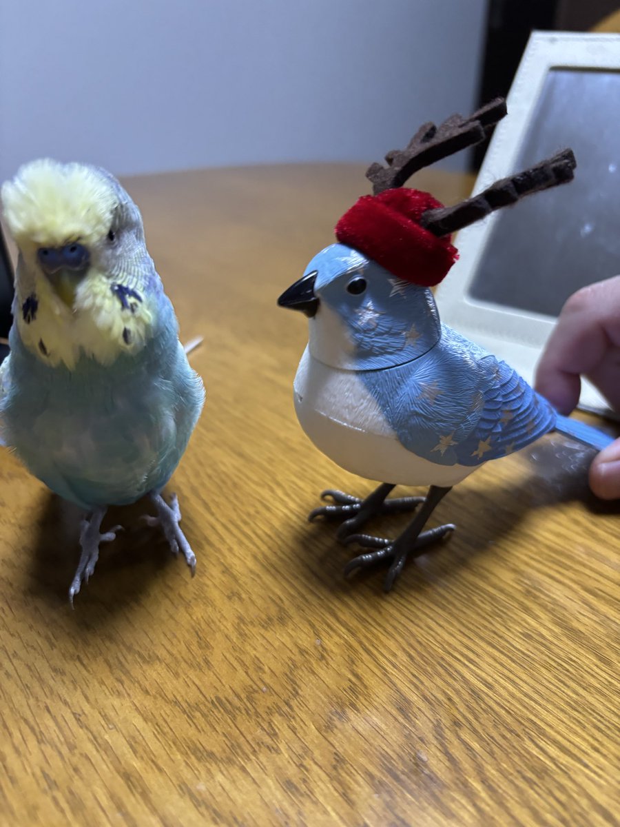 yutaiathi's tweet photo. こんばんは⭐️
今日のおコメちゃん💕仲良くなれた😊
#セキセイインコ https://t.co/vTaiuTyYBt