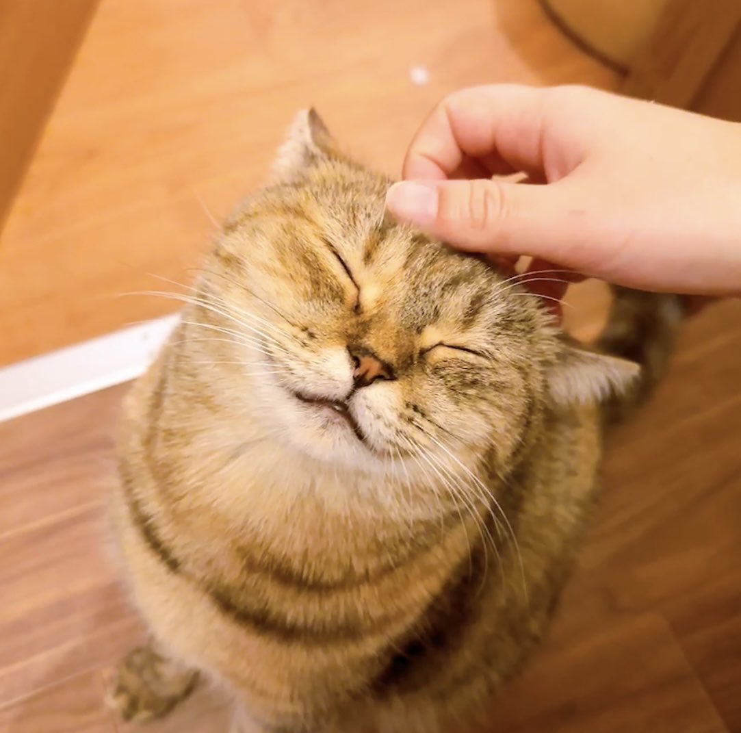 のらねこ のらねこノラ/すげいずみ／作・絵 本 ： オンライン書店e-hon