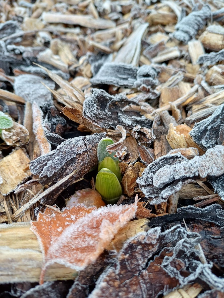 Bozzle's tweet image. A promise of spring peeping through the frost... 🌱 #november #springbulbs #gardening
