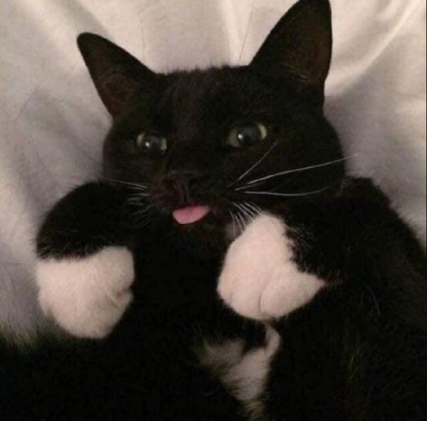 Black cats are not bad luck (@visualscat) on Twitter photo 