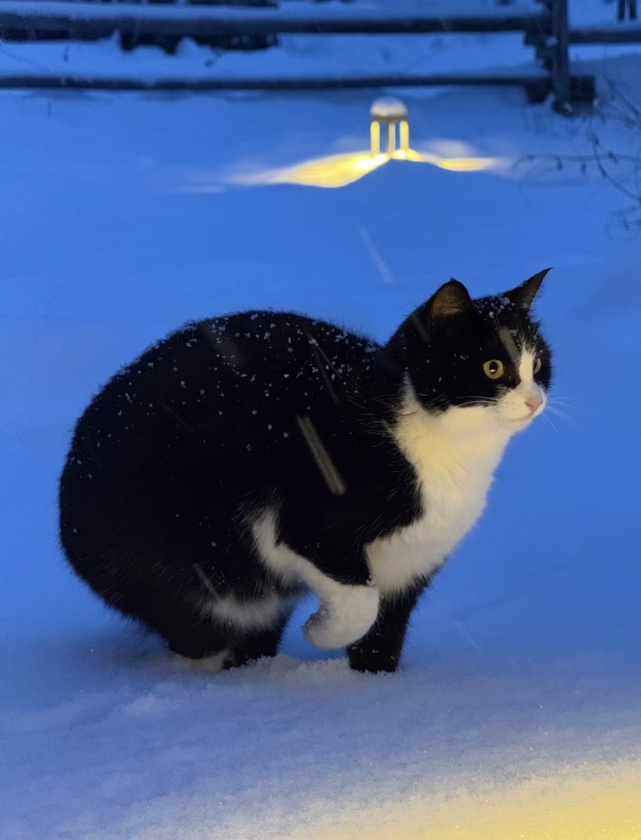 jiangjiang_hao's tweet photo. 猫猫的蓝调时刻 https://t.co/t7gO9fIKoK