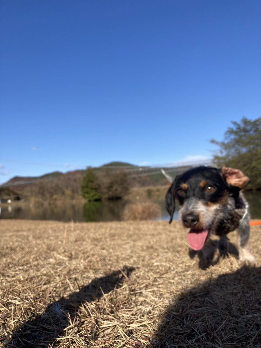 トビーと相模原
#ダックスフント