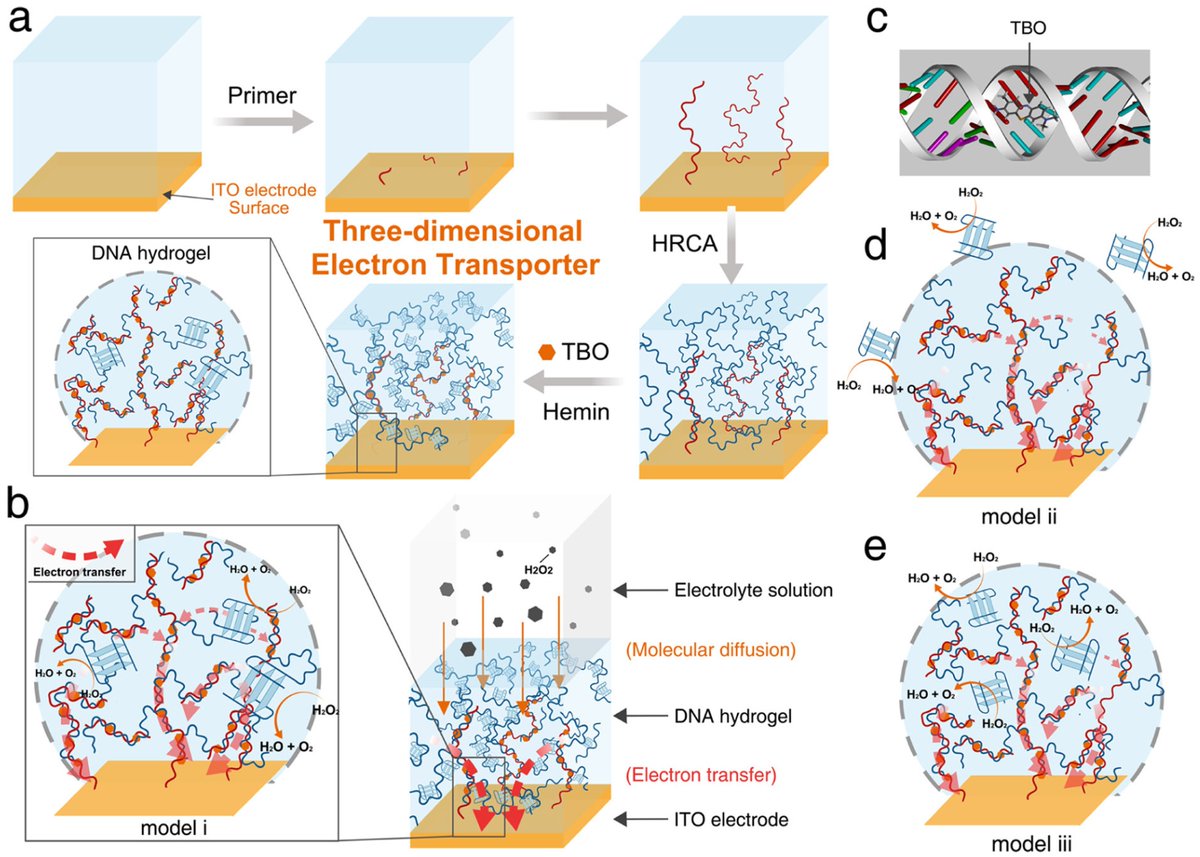 ElectrochemMDPI's tweet image. 📢 A new article has just been #published in our journal: &quot;Exploring #DNA Nanostructures as Surface Engineering Techniques for Optimizing Nucleic Acid #Biosensor Performance&quot;.
 
👉 Read the full paper here: brnw.ch/21wXPSU

#DNAnanostructures #nucleicacid #RNA