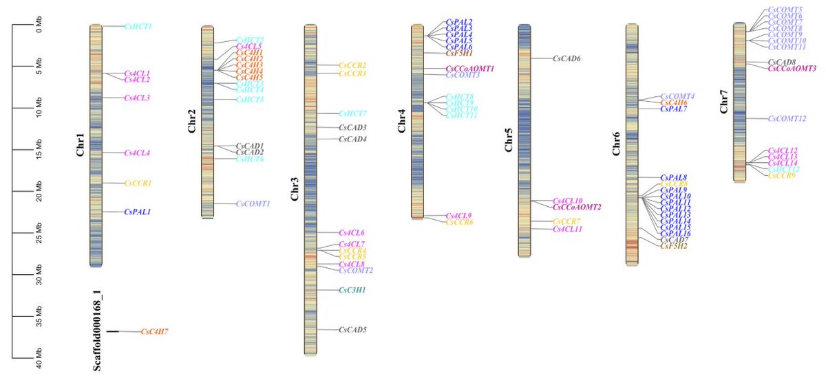 PPLplantarum's tweet image. New gene expression analysis by Zhang et al. (2025) identifies key regulatory genes in 10 gene families that control woodiness and defense in cucumber. Crucial targets for stress-tolerant crop development!

Read the study bit.ly/4nLYnE7 

#cucumber #lignin #plantsci