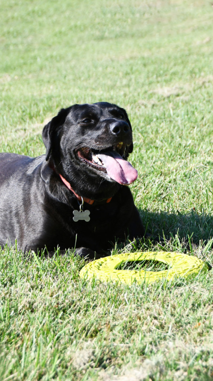 84DogsHelp's tweet image. 🐶 Wellness Wednesday reminder:
WDFV dogs must be vaccinated, spayed/neutered &amp;amp; microchipped to keep veterans + families safe. Your support helps us reach more veterans with reliable service‑dog teams.
#WellnessWednesday #VeteranSupport #WorkingDogsForVets