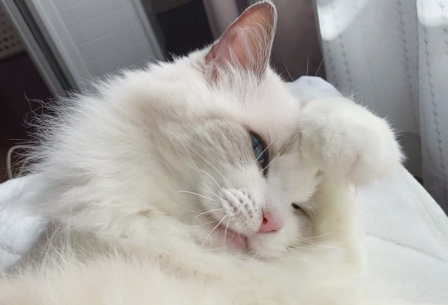 にゃんにゃんポーズ‼️

うちのスーパーモフモフニャイドルちゃんです🎤💕︎