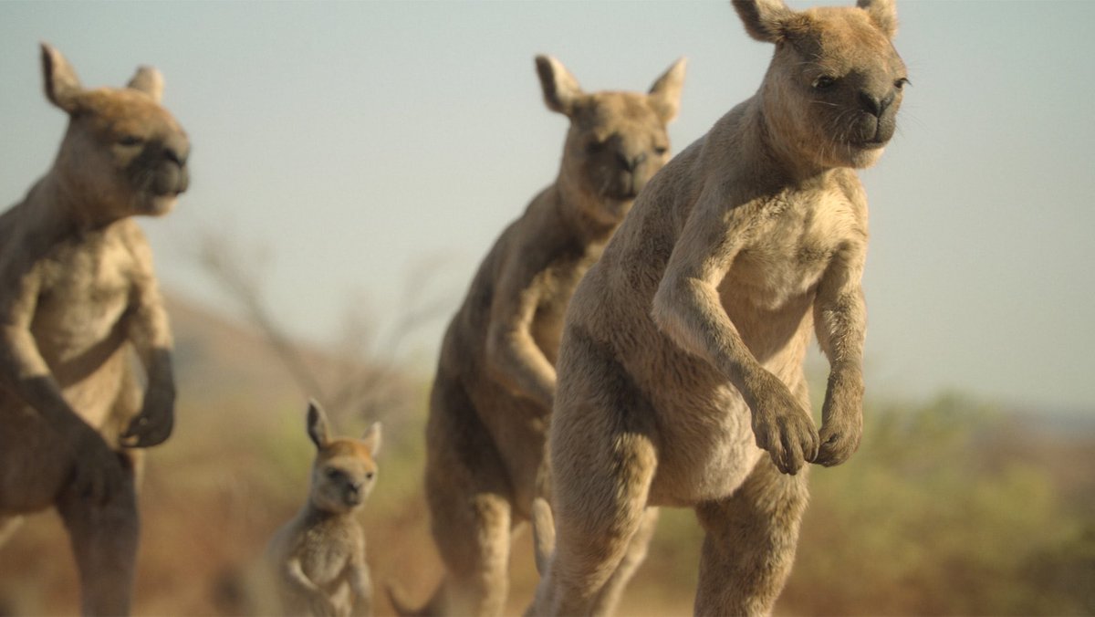 TetZoo's tweet image. Years of work involving an amazing team at @bbcstudios @Framestore  @AppleTV, our series #PrehistoricPlanetIceAge is out now on #AppleTV. Huge thanks to everyone involved. All 5 eps have been released!