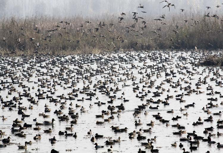 rtimuzaffar's tweet image. Is this Desiltation work or Sand Mining ? Was it necessary to take up this work at a time when Migratory Birds are landing in Kashmir&apos;s Wetlands ? This is Shalbugh Wetland and see how loot &amp;amp; plunder is taking place under the garb of Desiltation work ? Wake up @wildlifejk…