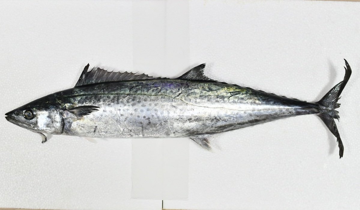 YUMEUMI27's tweet image. 水産業者から…お知らせです…

サワラが…サワラが最高の時期になりました…

サワラは…魚へんに春と書きますが…

脂がのり…一番美味しいのは…晩秋から冬にかけてなんです…

いまは…いい魚体のものが多く…

比較的安いので…西京焼きや…タタキにどうぞ…